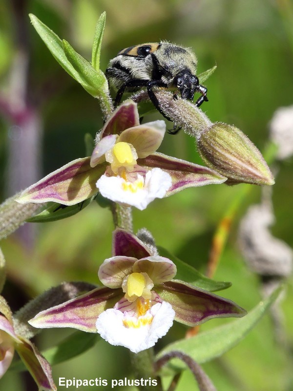 Le orchidee di Vallepietra nel Parco Naturale dei Monti Simbruini (Roma).